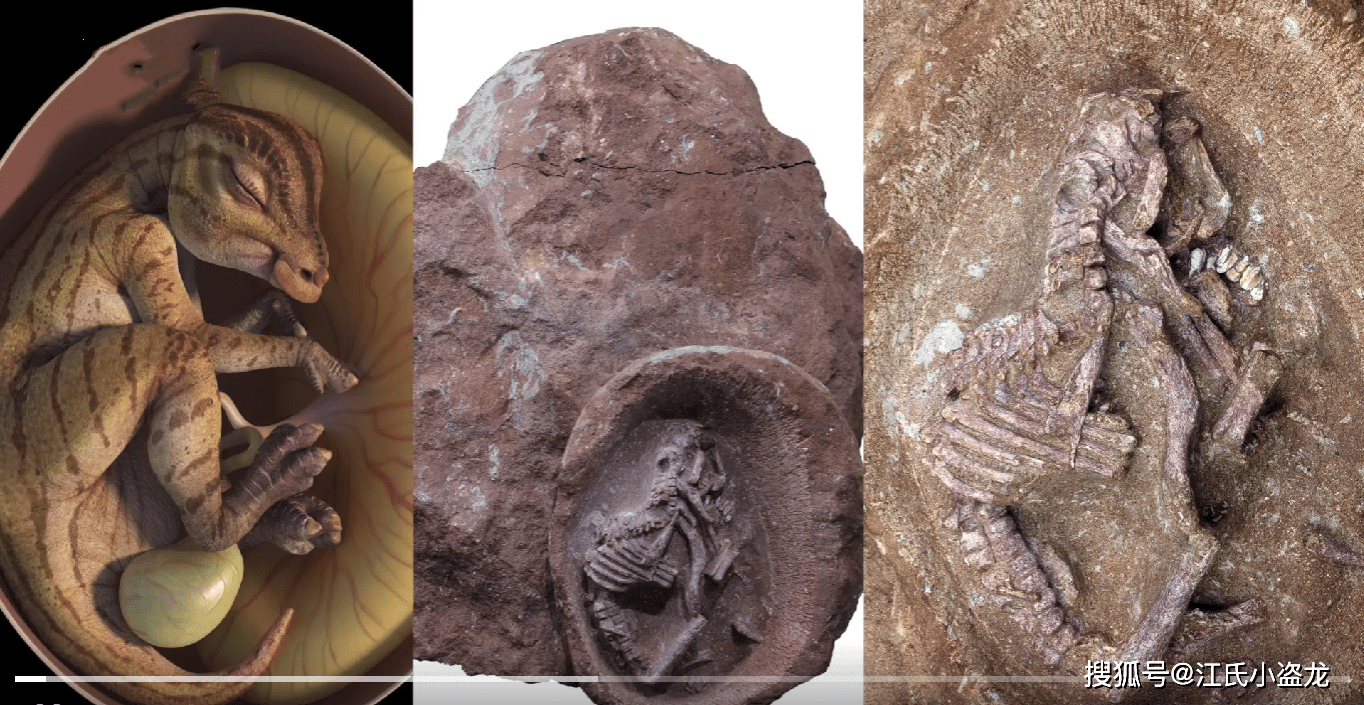 【恐龙王国】江西发现巨型恐龙化石!_赣州市_蜥脚类_研究