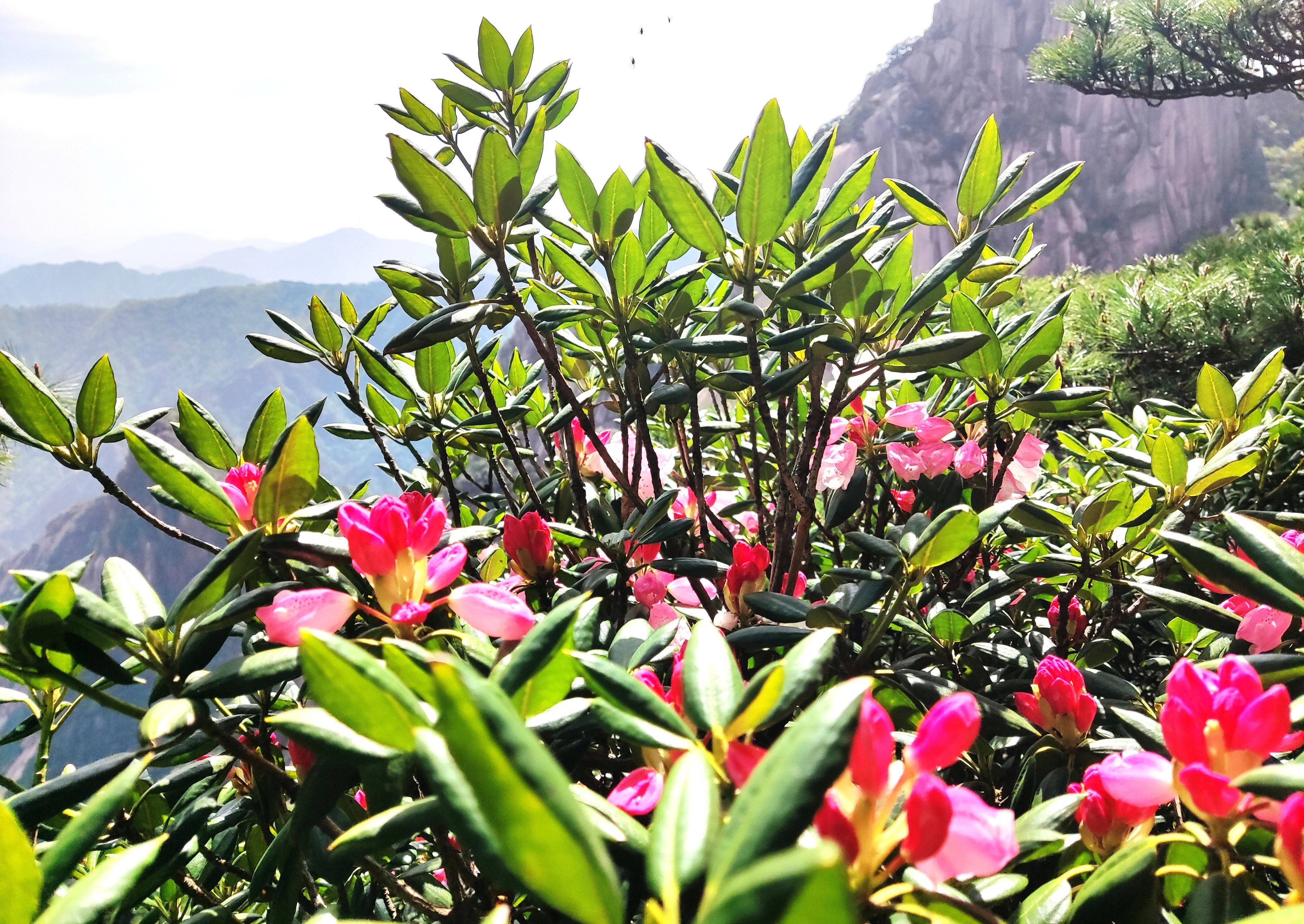 黄山杜鹃花何时花开图片