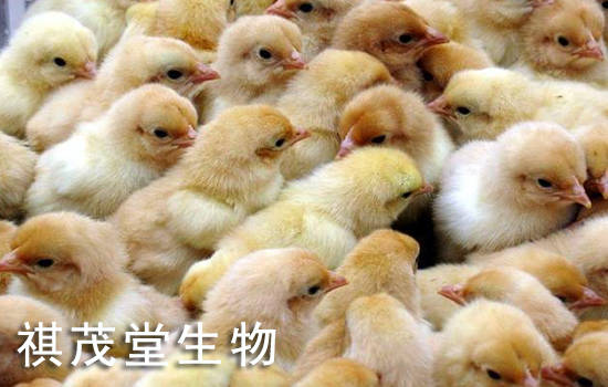 鸡雏脱水是什么原因 鸡雏脱水是什么原因引起的