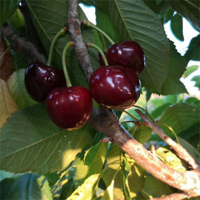 弗里斯科樱桃苗品种特点介绍,早熟抗裂果的车厘子树苗品种