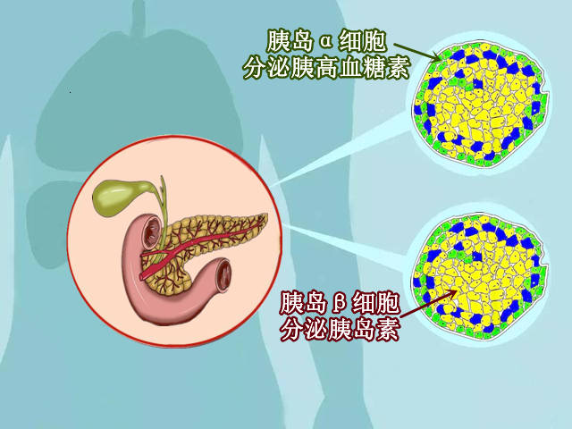 五靶点健康科普:胰岛a细胞和胰岛b细胞的关系?