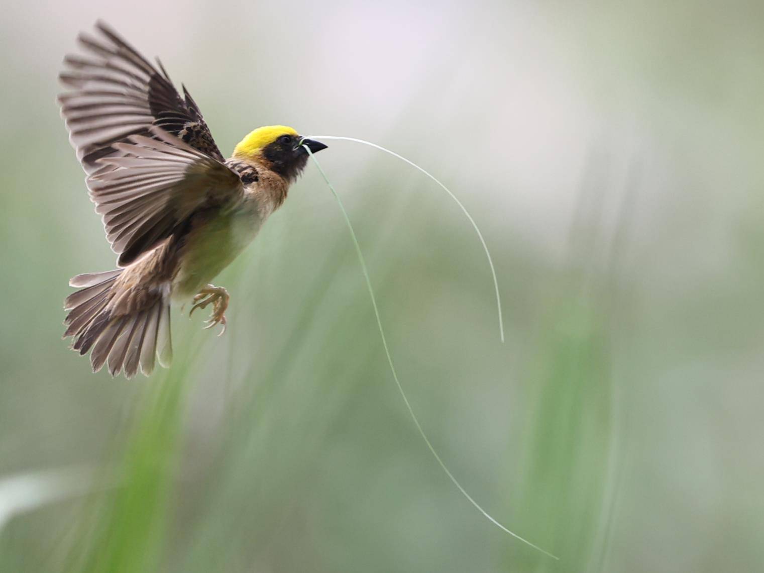 昌宁湾甸:黄胸织布鸟筑巢忙_波罗_湾甸傣族乡_鸟巢