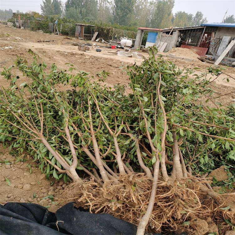 恐龙蛋李子苗的品种特点与栽植技术_种植_密度_栽培