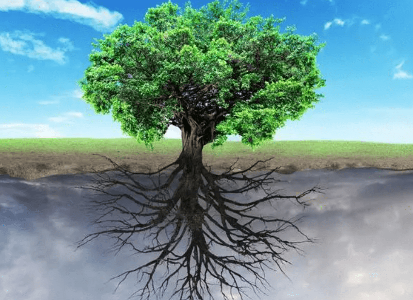 促进树木根系生长的最好方法