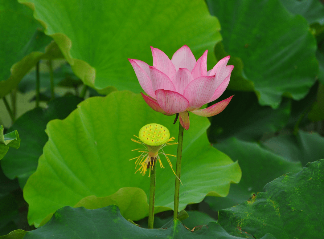 我好奇的问娟姐:"我们的荷塘到五月底会有荷花盛开吗?".