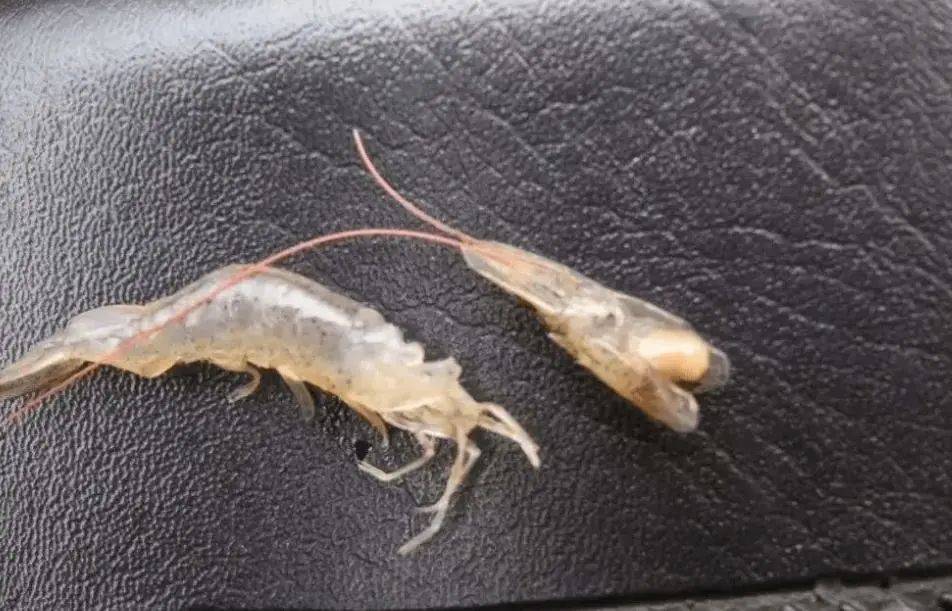 防控对虾弧菌的要注意这几个误区!_繁殖_藻类_水体