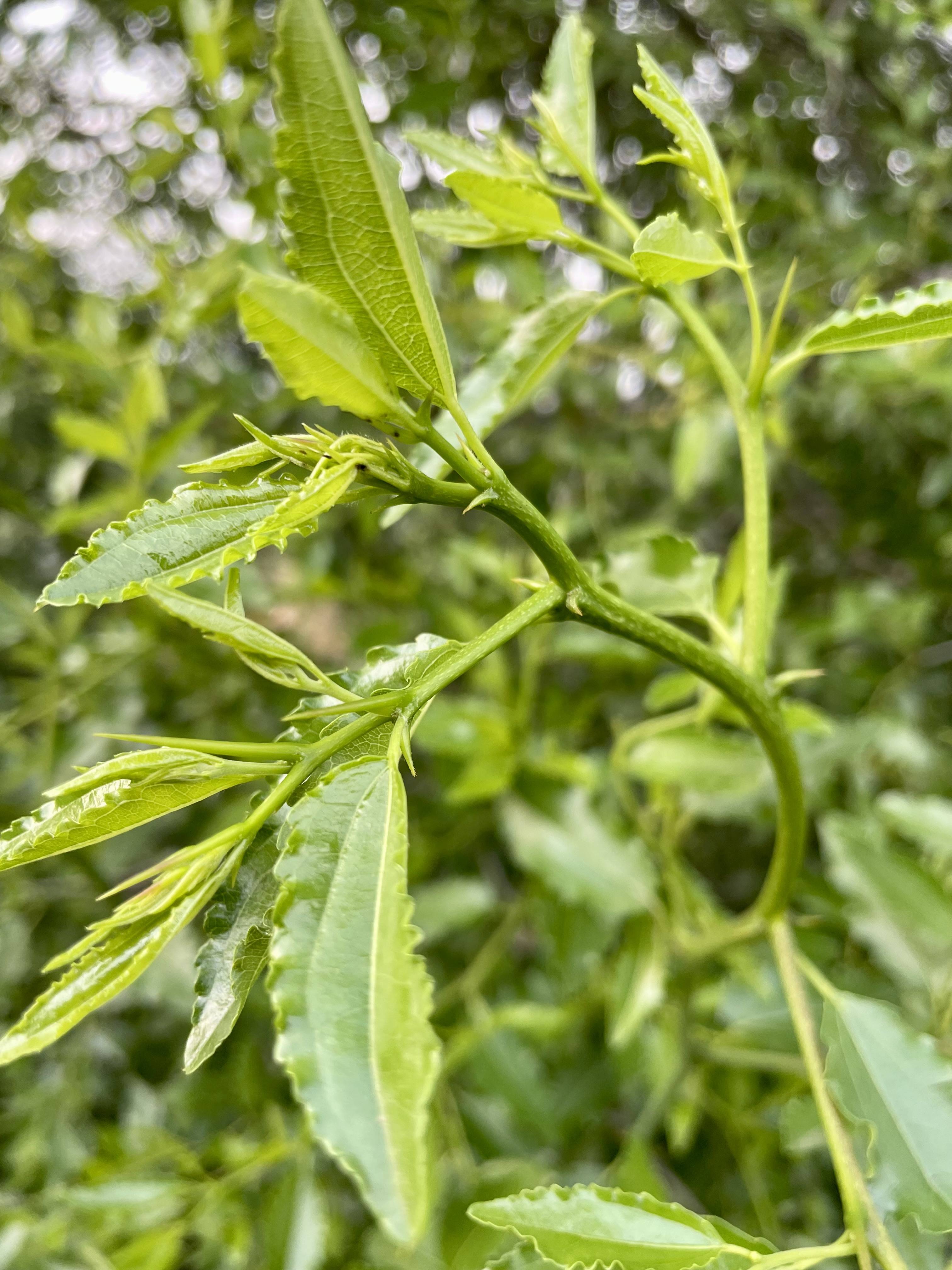 雨中酸枣树:响堂湾石头村嫩嫩的酸枣芽又开始生长