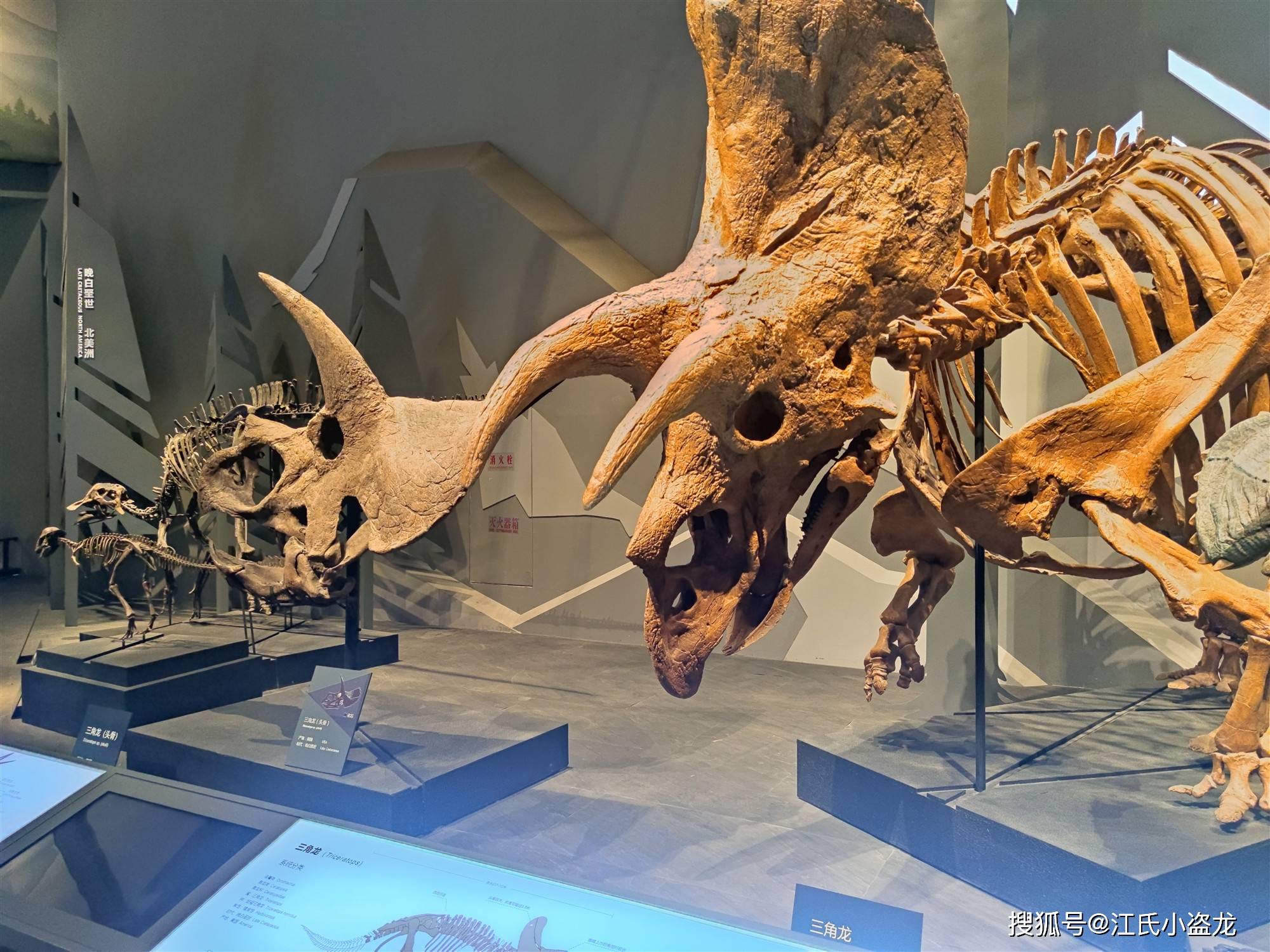 【恐龙王国】揭秘博物馆中三角龙的身份！_凯尔西·安_化石_骨架
