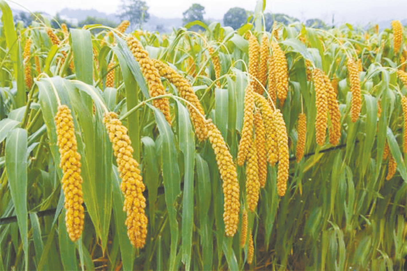 "五谷"中的"黍",你了解多少?
