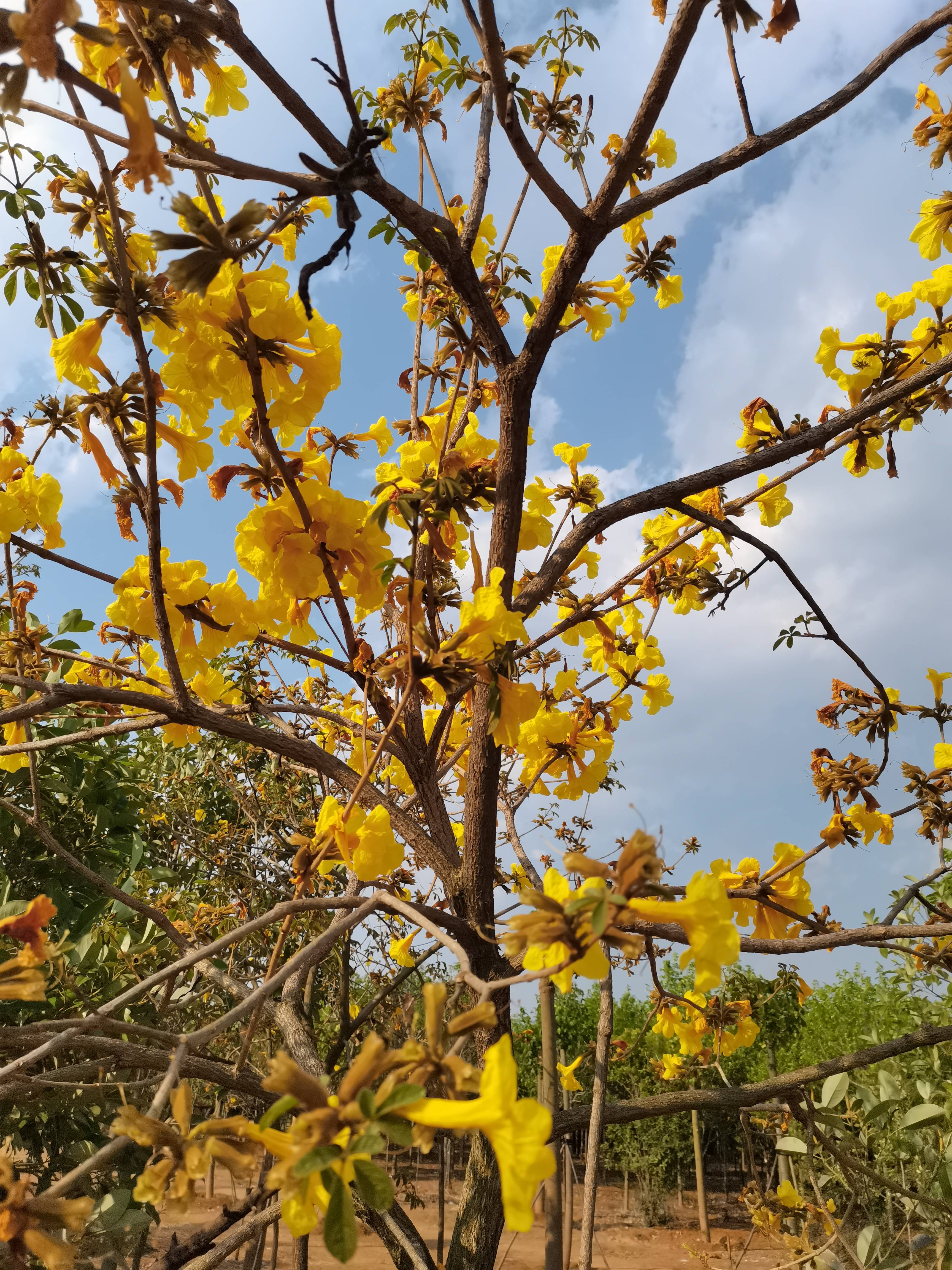 开远羊街黑泥地风铃花图片