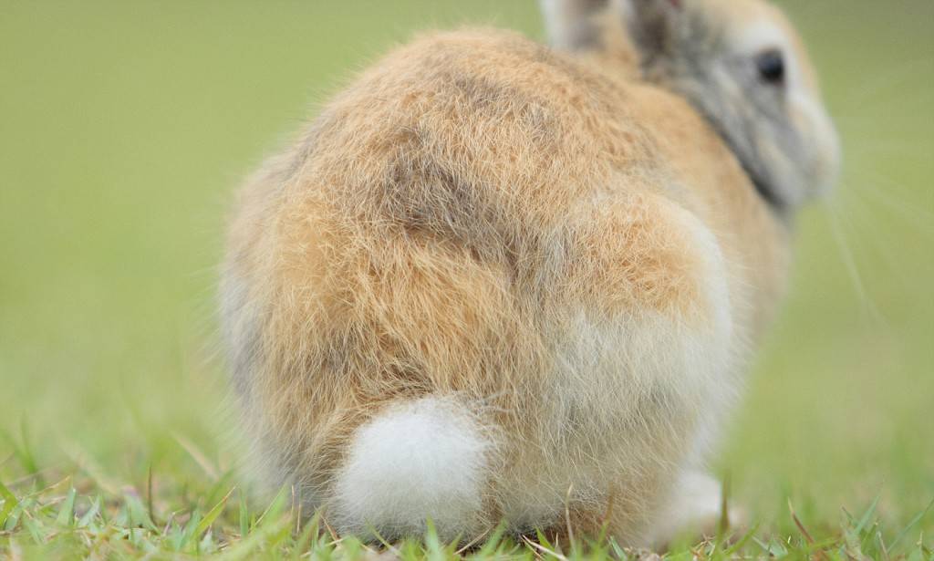 兔子的尾巴长不了？你对兔兔的尾巴知道多少？_长度_形状_锥形