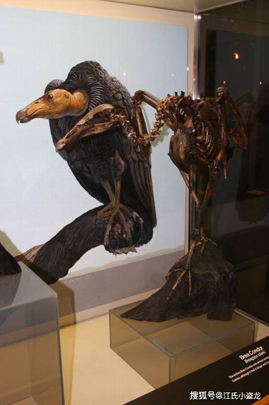 【史前巨鸟】巨型秃鹫竟以猛犸尸体为食!_加州_布雷亚_兀鹫