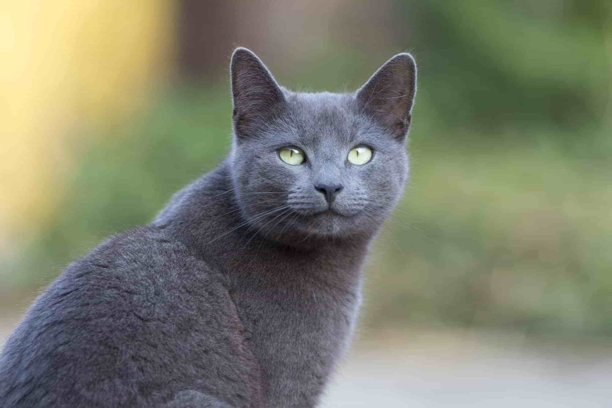 推荐朋友们饲养的猫咪品种二十 (俄罗斯猫和伯曼猫）