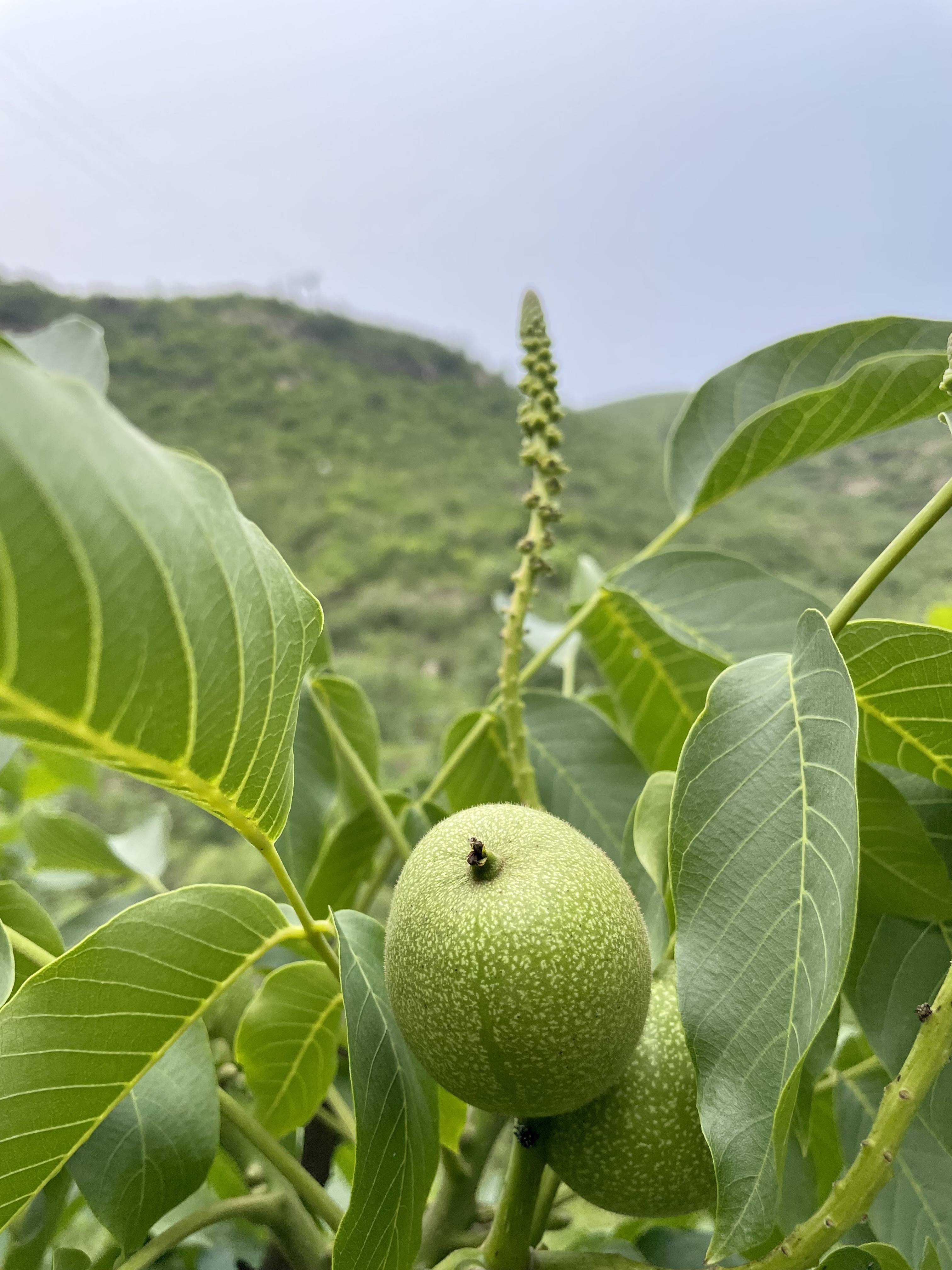 核桃树专用农药图片