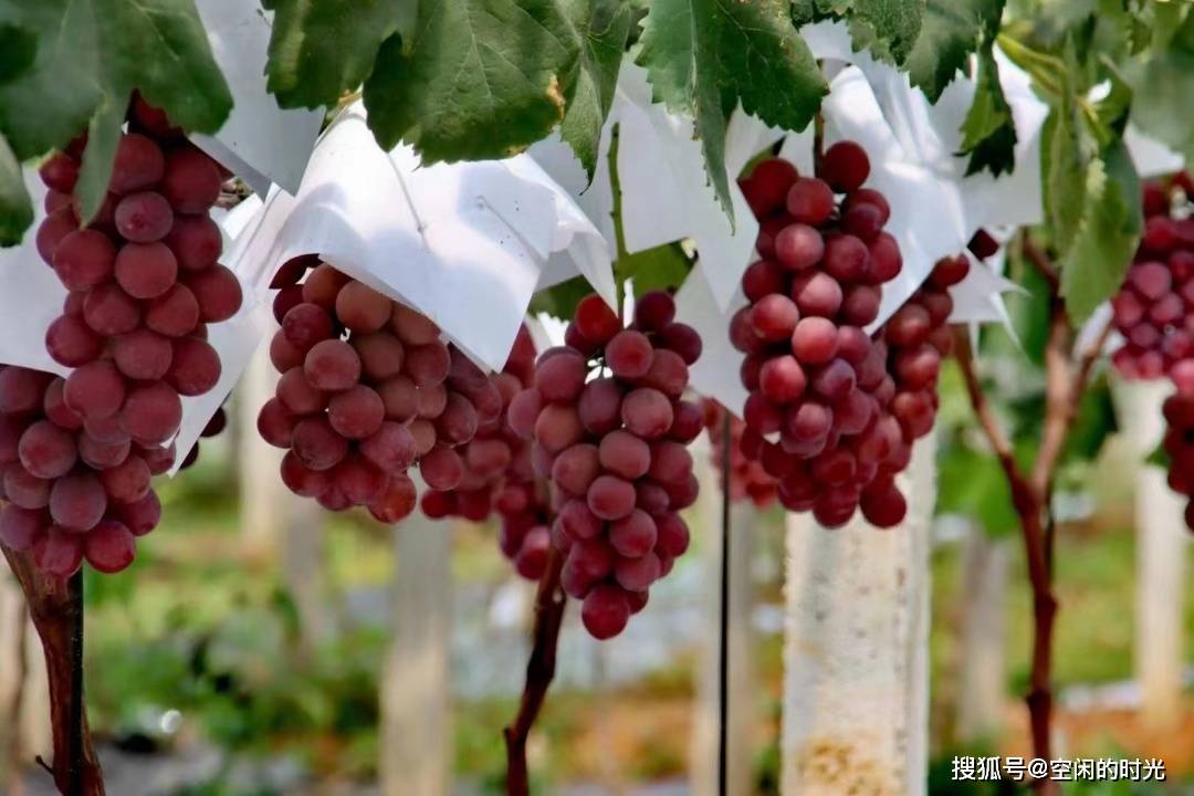 下面就给大家介绍大理宾川葡萄99界的"天花板"妮