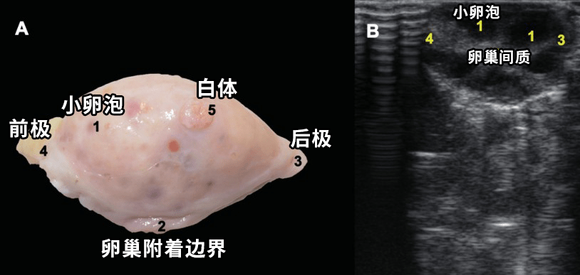 奶牛卵巢卵泡的部位图图片