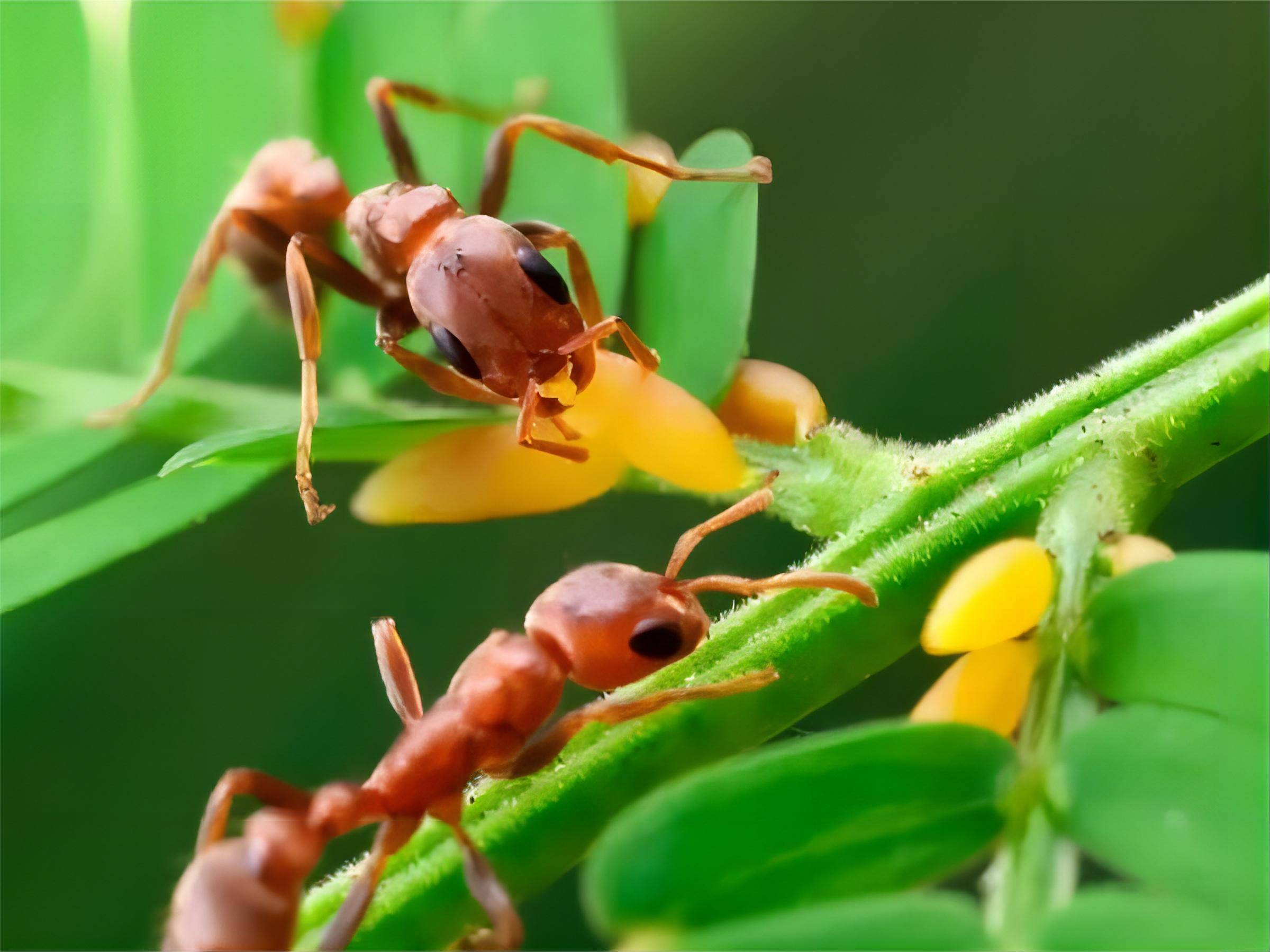蚂蚁的集体智慧_信息_任务_食物