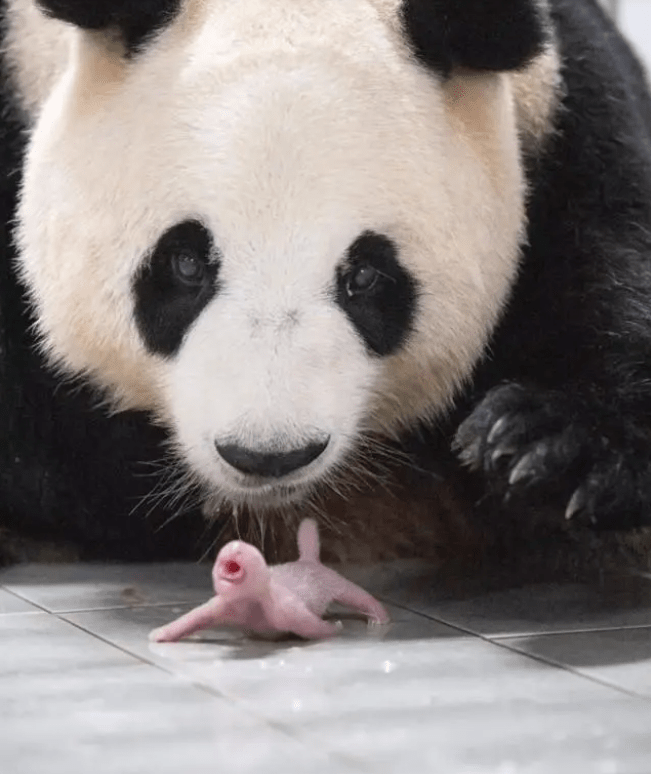旅韩大熊猫"华妮"诞下一对雌性双胞胎幼崽,情况稳定,福宝当姐姐了