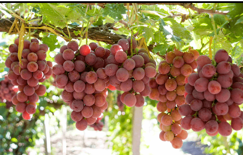 夕阳红葡萄品种介绍_果穗_推广_玫瑰