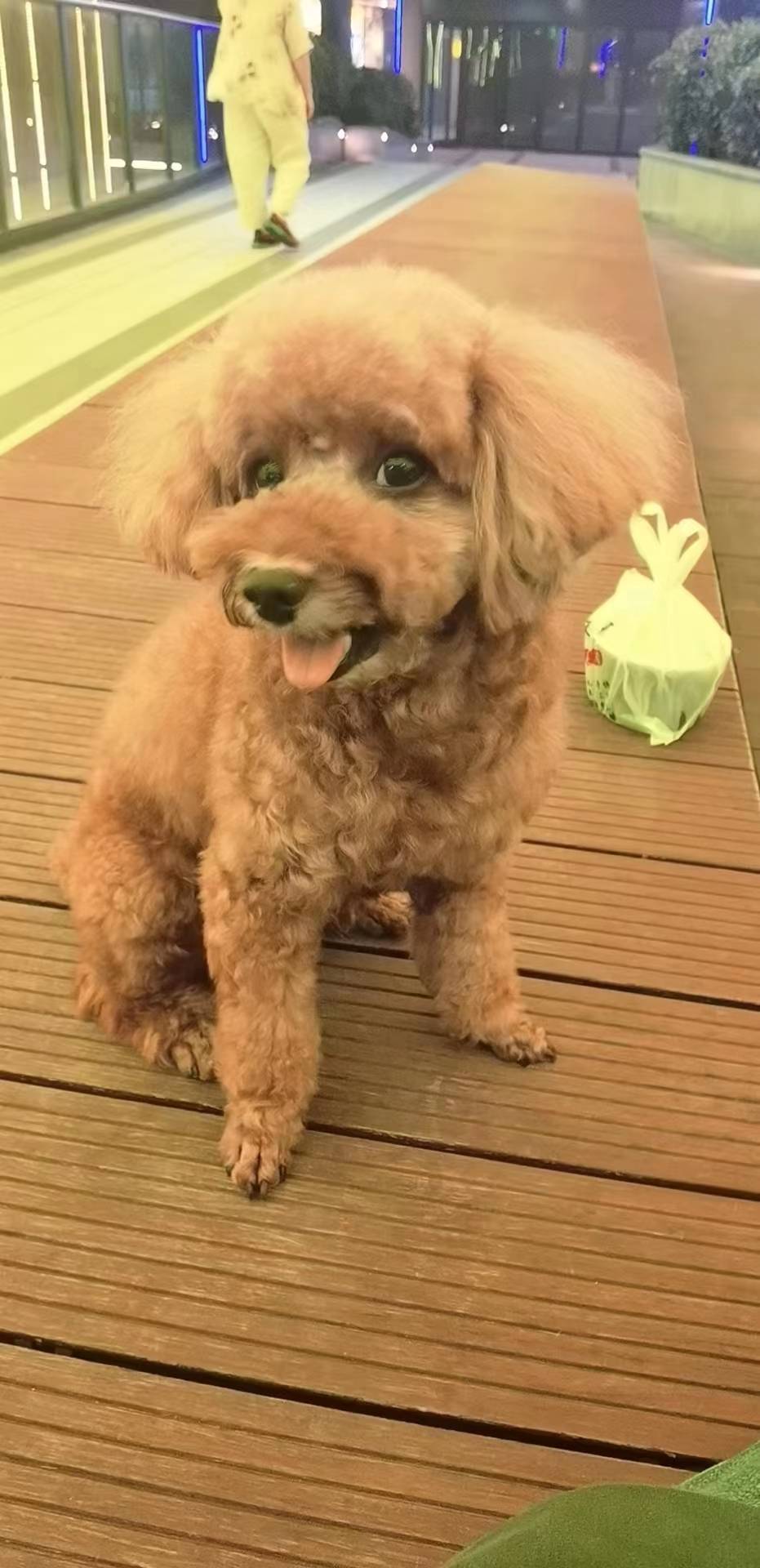 浙江省杭州市上城区《有偿寻狗》——"红棕色/泰迪"_东港_宠物_信息
