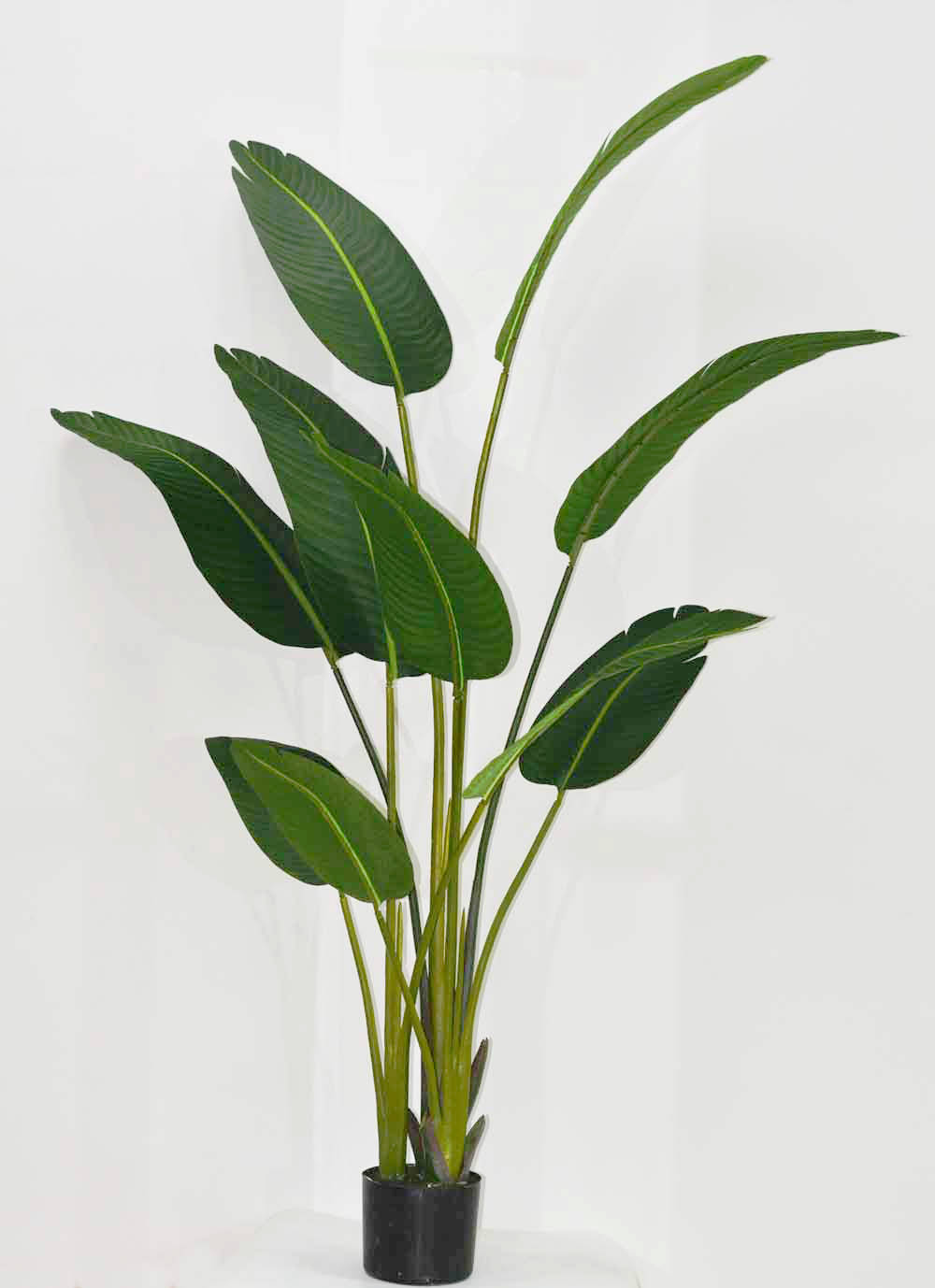 芭蕉叶的寓意_颜色_叶片_植株