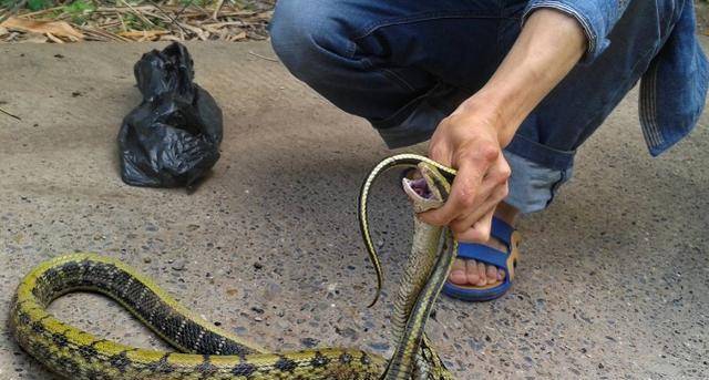 遭蛇"追杀"5年的人,让人无法想象的真事,当年发生过?