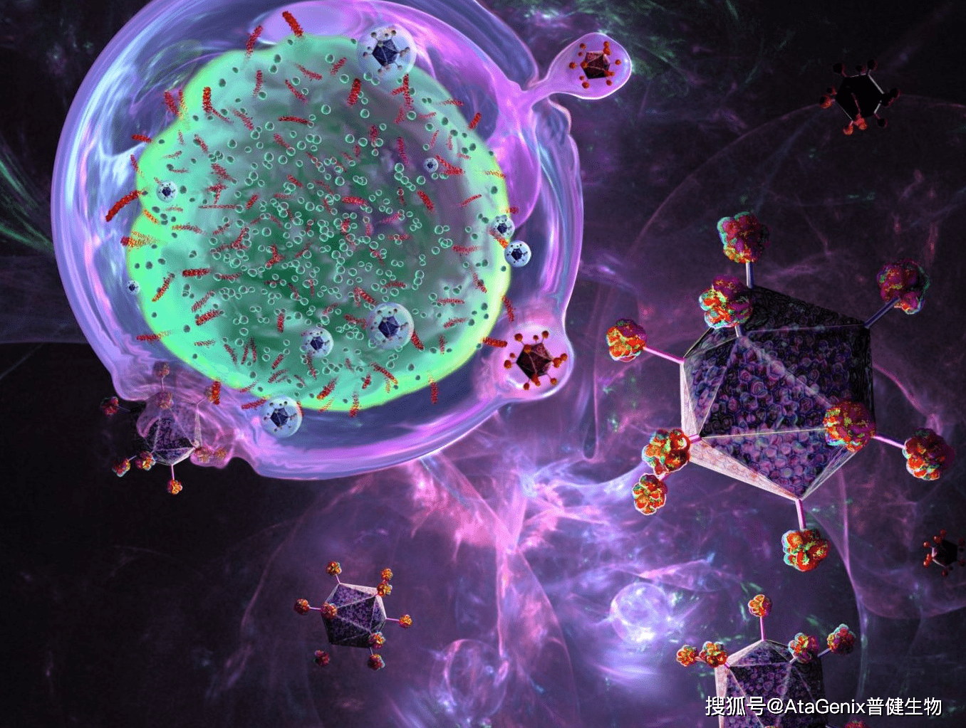 Φx174噬菌体编码蛋白抗生素的机制_mray_裂解_slyd