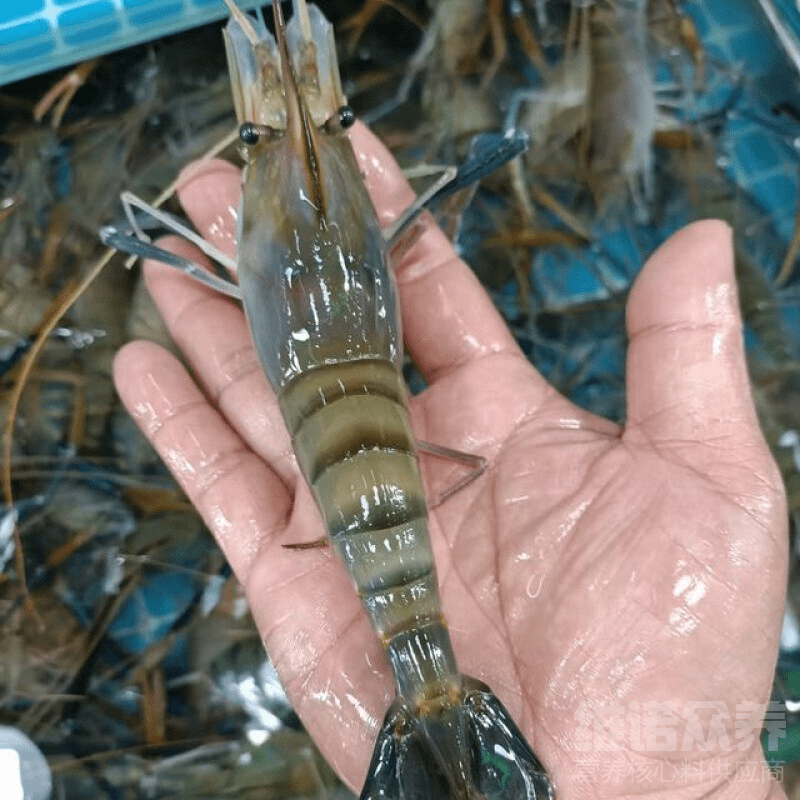 羅氏沼蝦怎麼養殖,高溫天氣養羅氏蝦的預防措施_維諾_水質_飼料