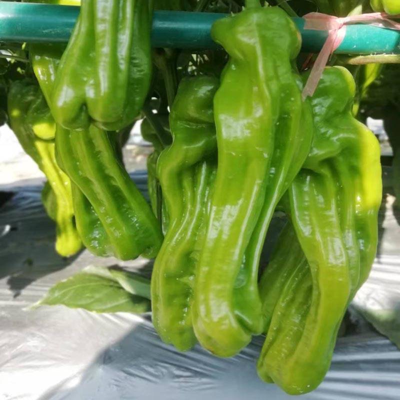 同乐新优芜湖椒薄皮椒种子一袋一千粒正品包邮_种植_栽培_区域