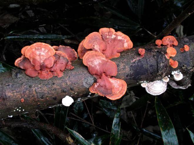 湖北鸿奕农业科技有限公司红栓菌种植技术指导 红栓菌种植前景好_环纹