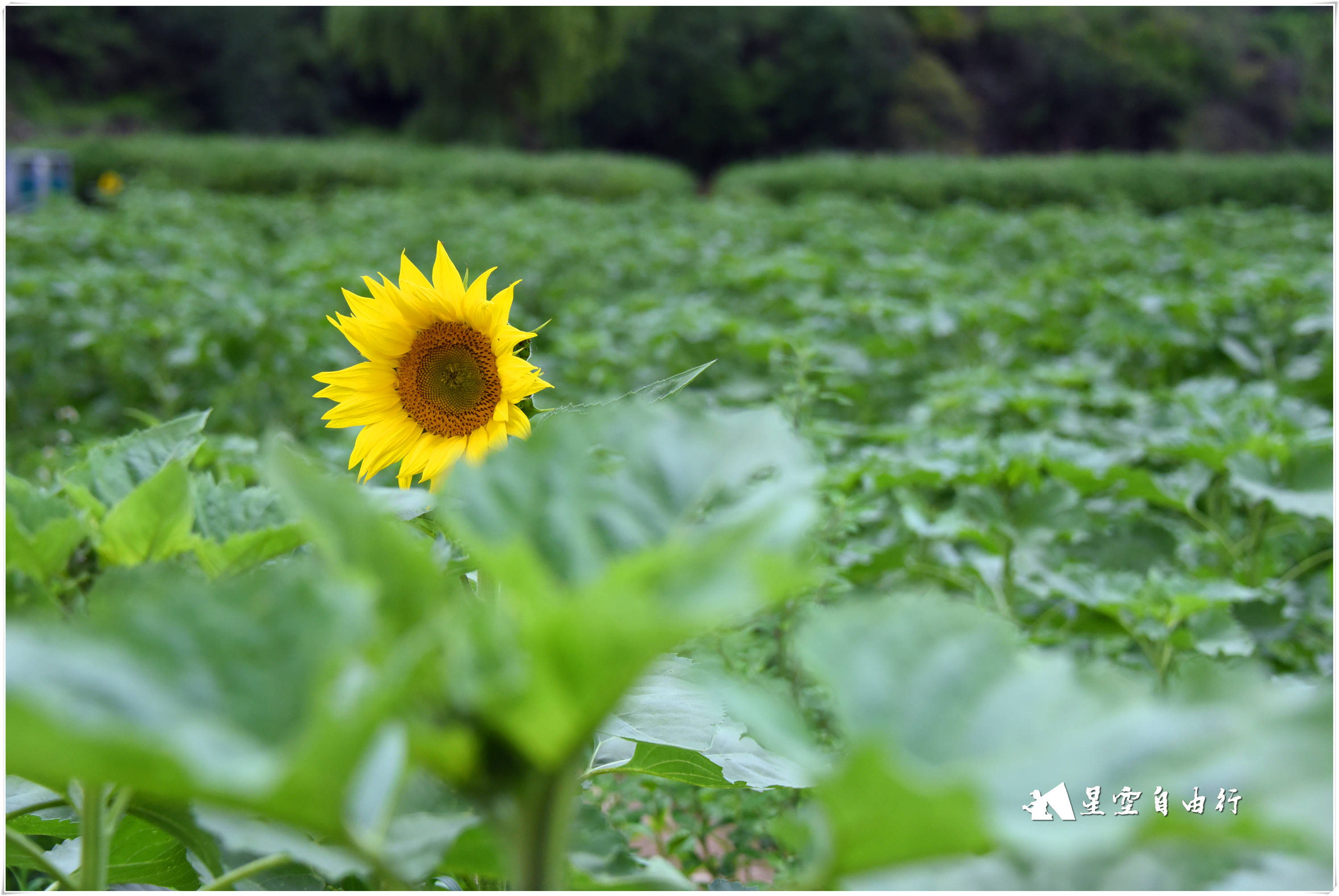 路书04 行程总结1,整个行程涉及到的景区有:狮子山,元谋土林,黑井古镇
