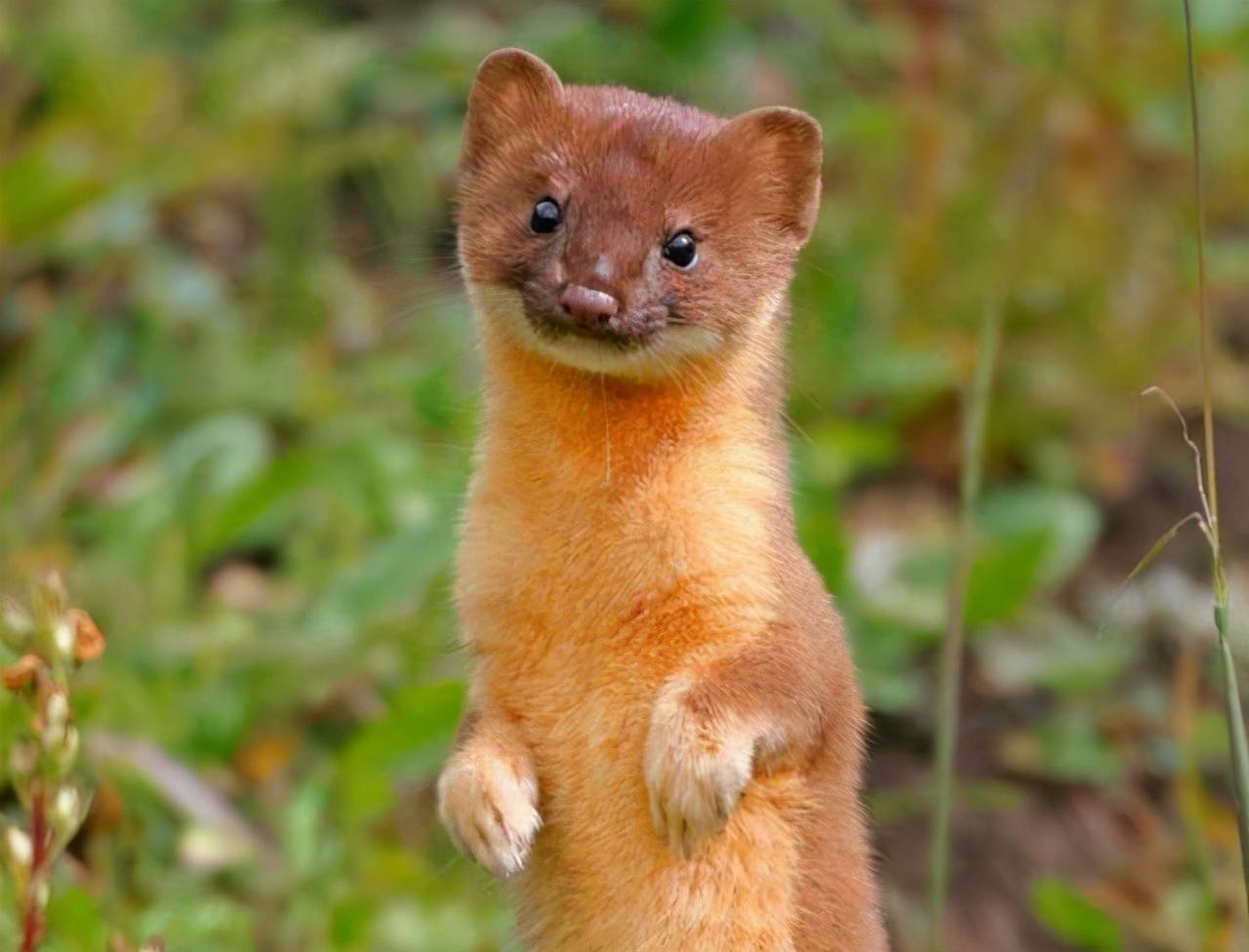 安徽4只"黄大仙"闯进居民家,偷饼干吃,还吊在衣服上荡秋千_黄鼠狼