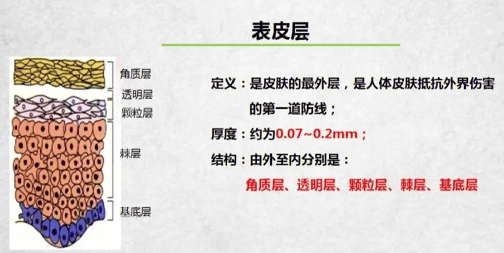 了解你的肌肤：深入解析皮肤表皮层的五个层次_细胞_补水_产品