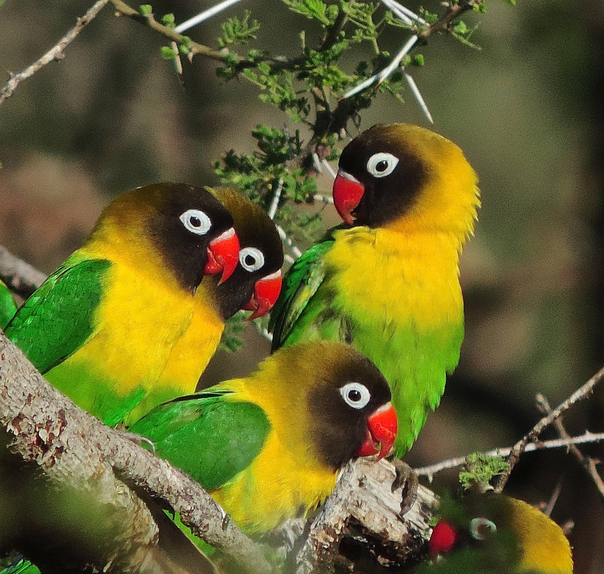 爱情鸟(牡丹鹦鹉)-家养鸟3