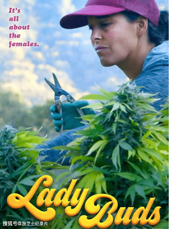 10066-美国纪录片《蓓蕾小姐 Lady Buds 2021》中英双字 纯净版 1080P/MKV/1.82G 大麻合法化