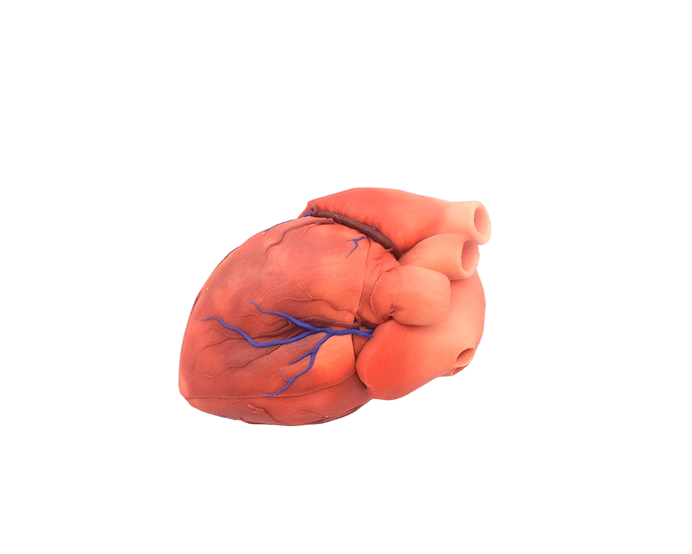 赛纳数字医疗3D打印医学教育培训仿真心脏