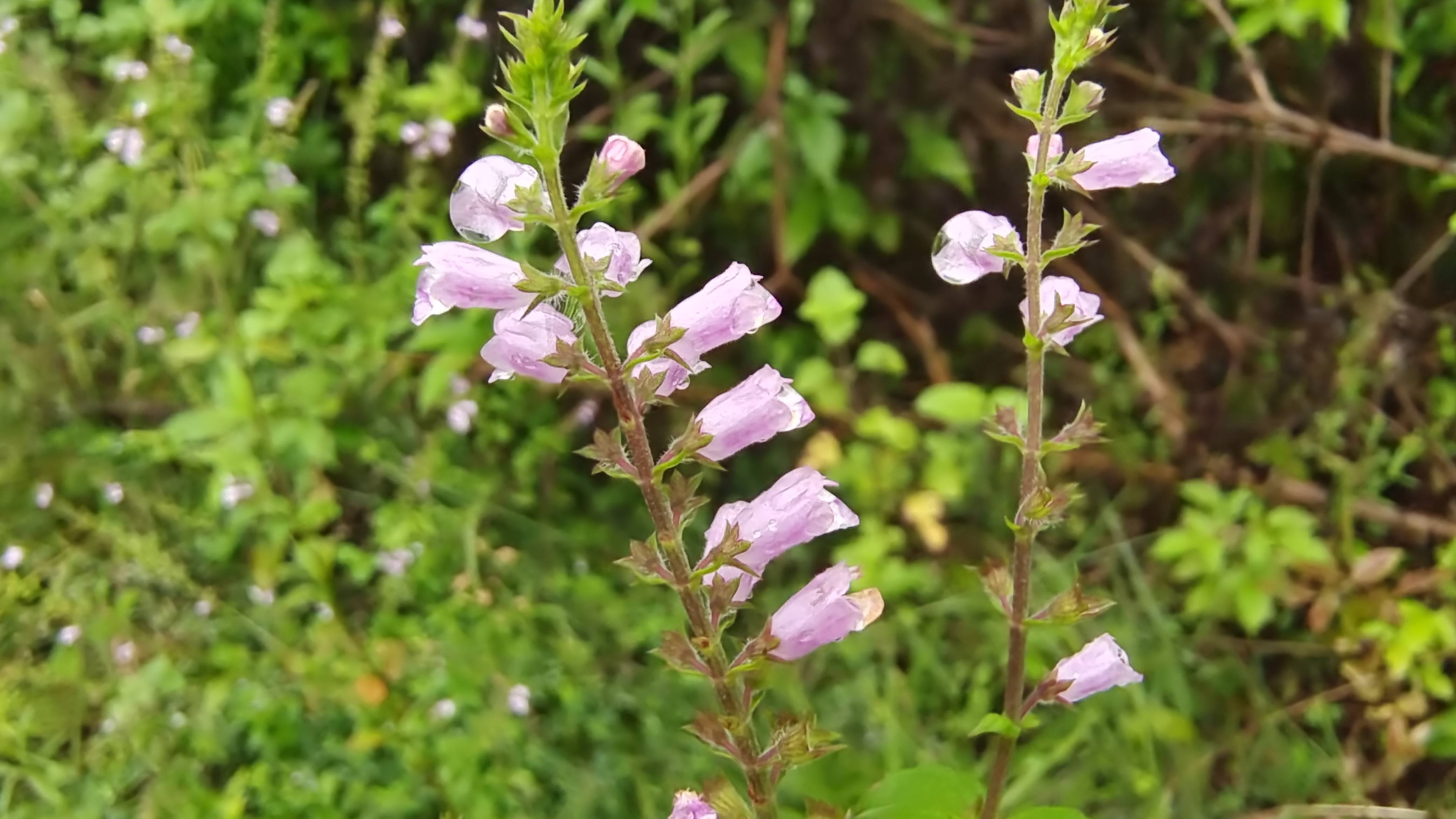 吉安随拍:花花草草之石荠苎-搜狐大视野-搜狐新闻
