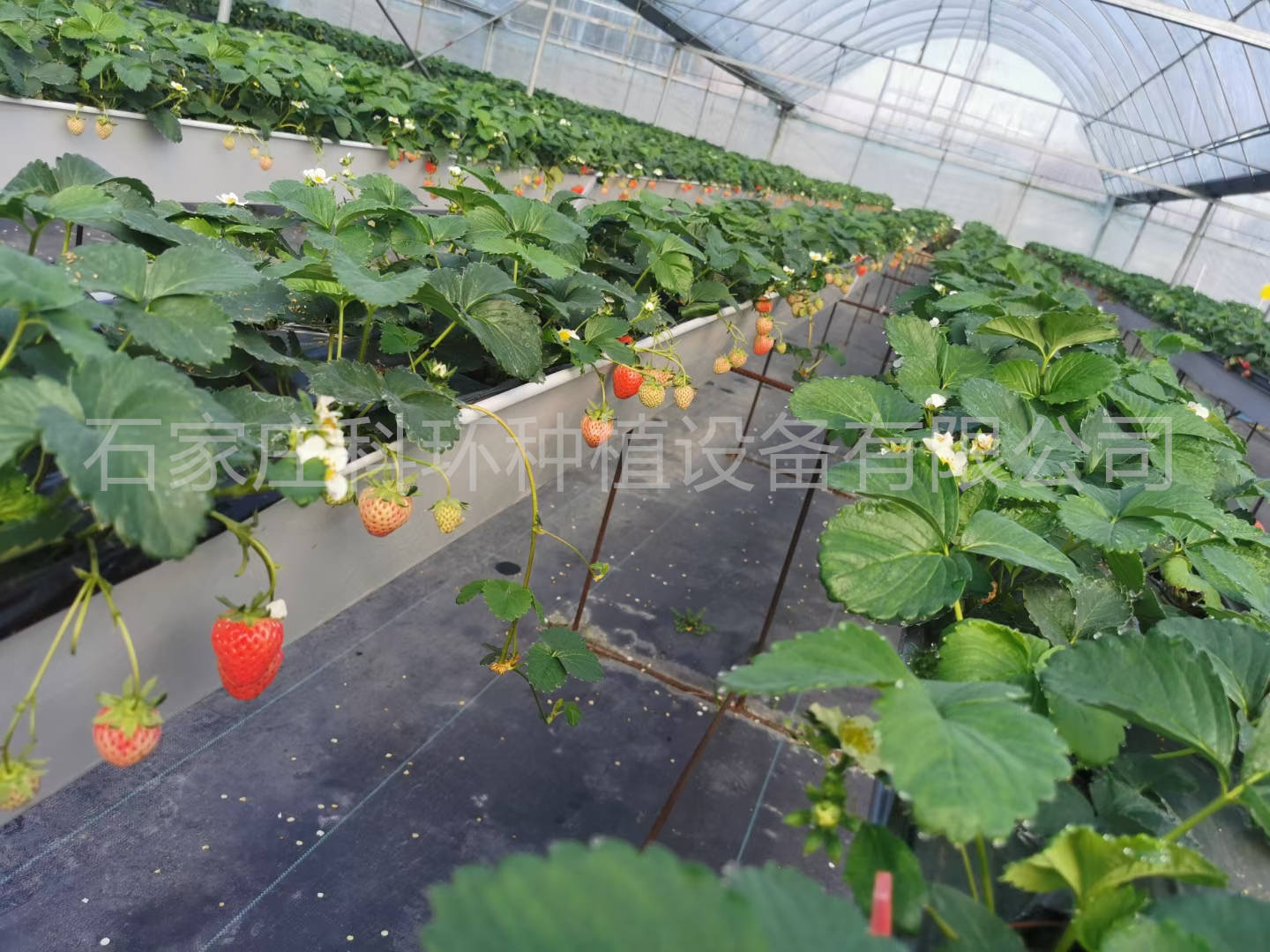 大棚种植草莓必备哪些肥料种类草莓立体种植槽种植架无土栽培草莓槽