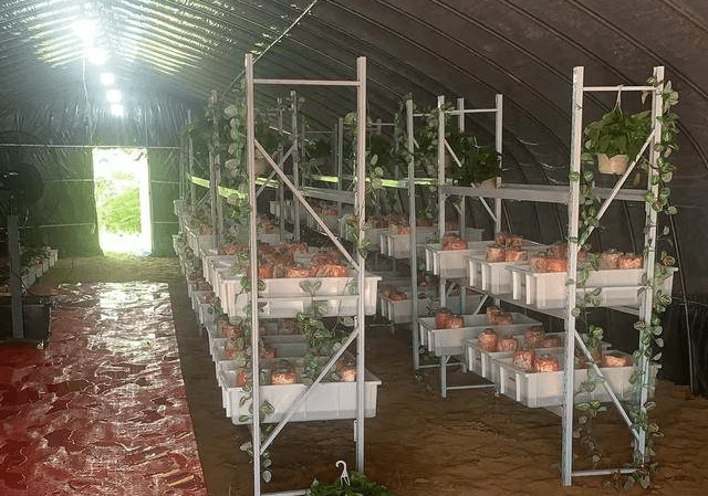 湖北鑫盛优品农业科技有限公司创业种植首要选红栓菌_朱红栓_多糖_才