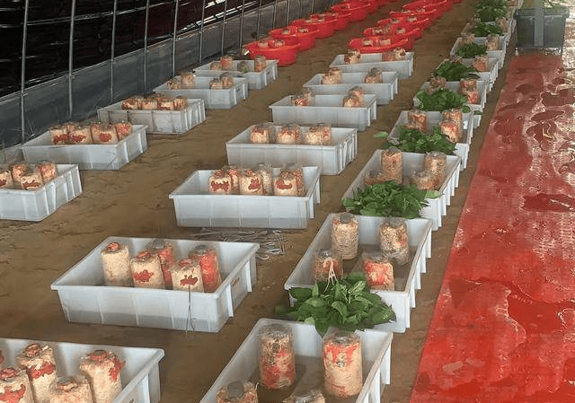 中农鸿晟(湖北) 农业科技有限公司红栓菌种植_发展_行业_农村