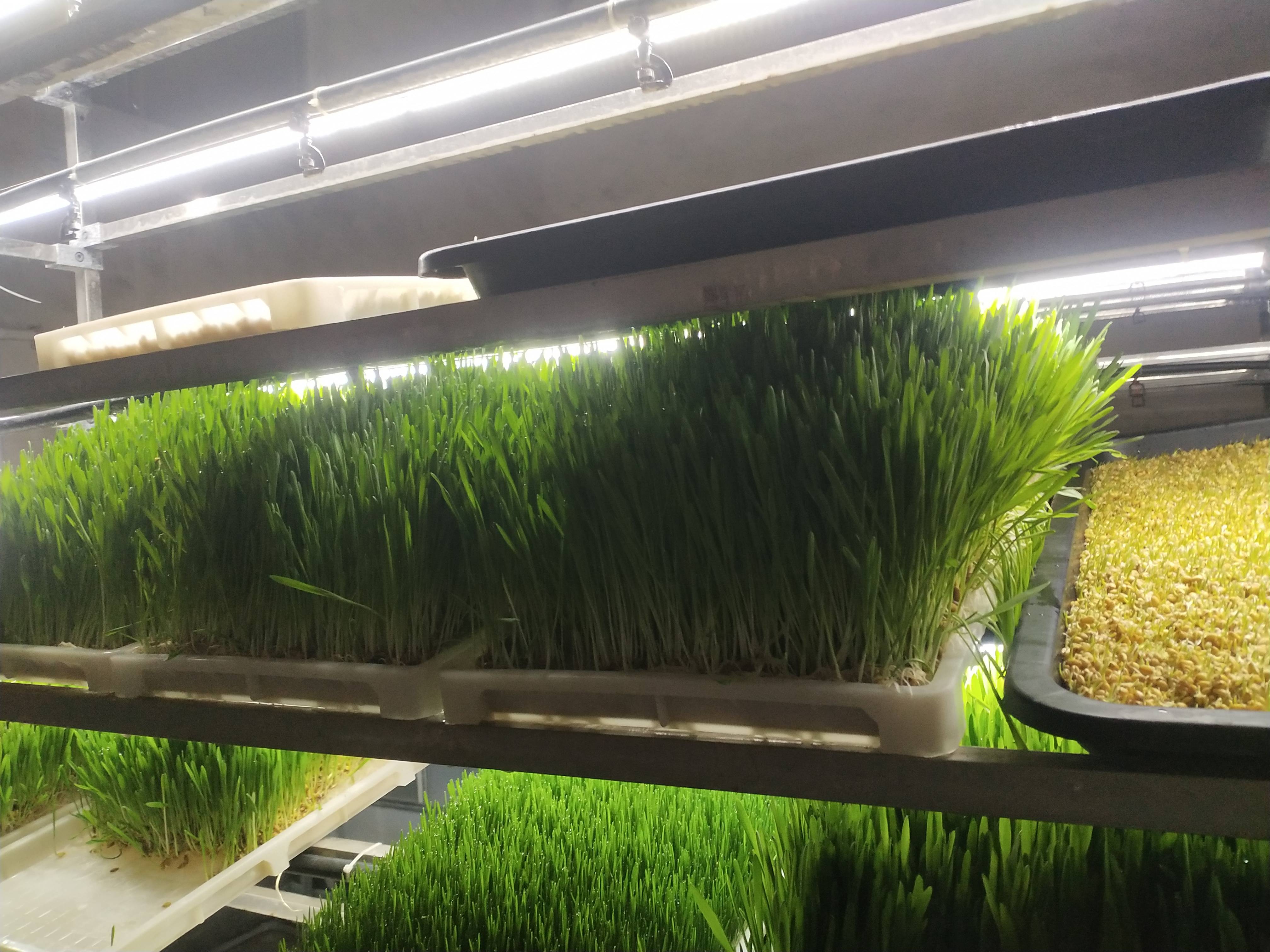 金欣农业:水培牧草集装箱是集装箱式水培牧草设备的一大品牌.