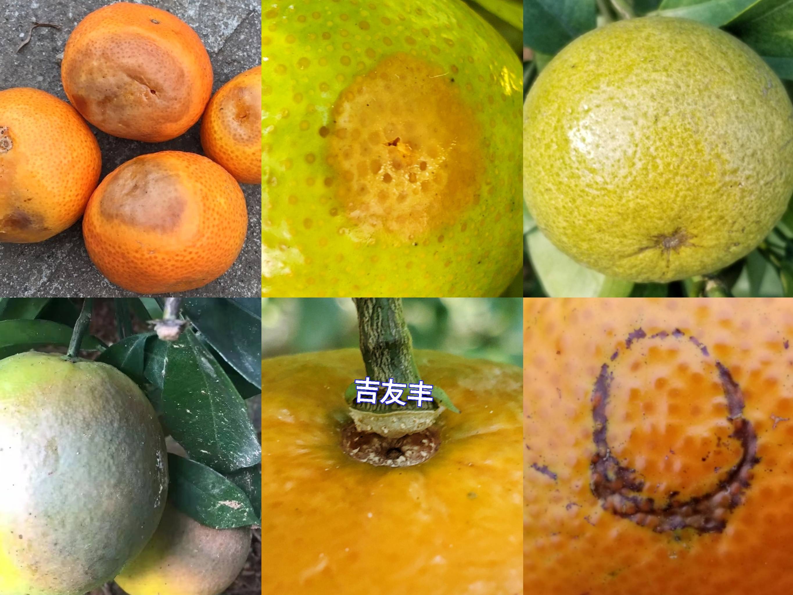柑橘成熟前落果,虫害,药害,别让煮熟的鸭子飞了!_防治_果实_着色