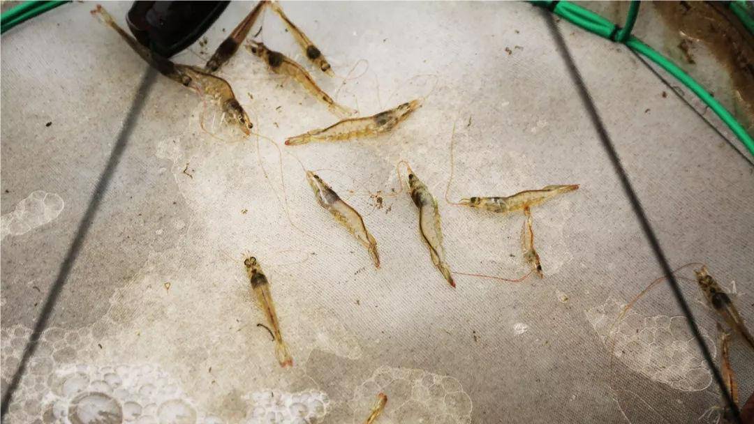 对虾"转肝期"如何顺利渡过?_养殖_胰腺_过程