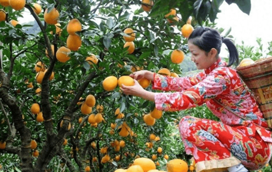 国内水果频繁滞销，很多农产品卖不出去，难道是国内水果质量差？(图4)