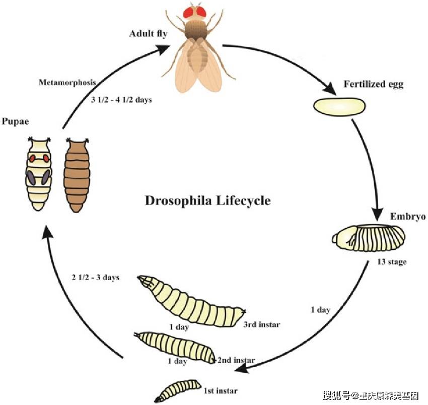 古老果蝇基因研究,探索生物多样性,揭示生命奥秘