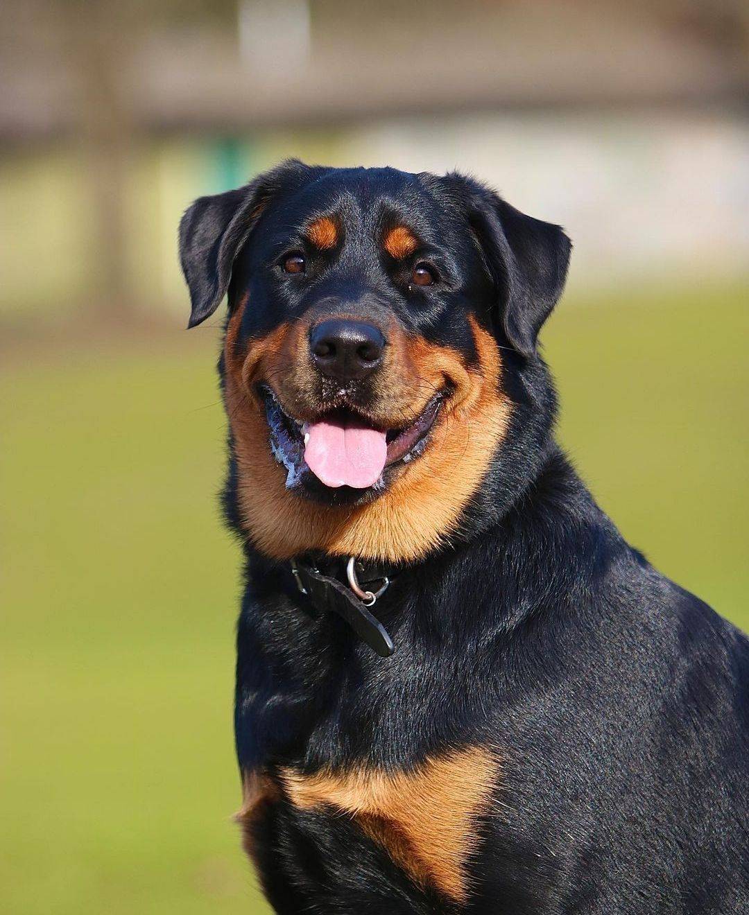 咬伤幼童的罗威纳犬是警犬之一