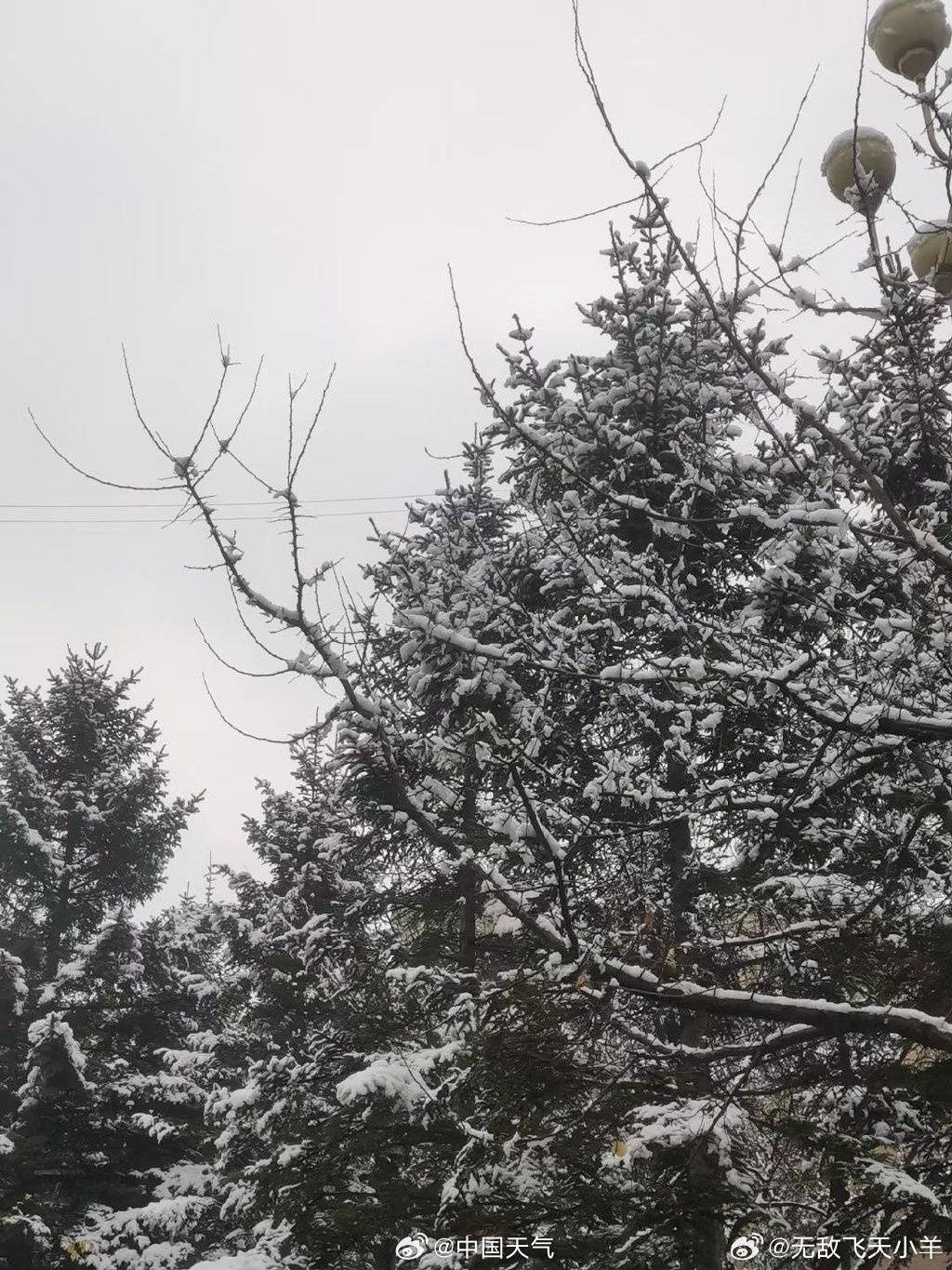长春迎来今冬初雪-搜狐大视野-搜狐新闻