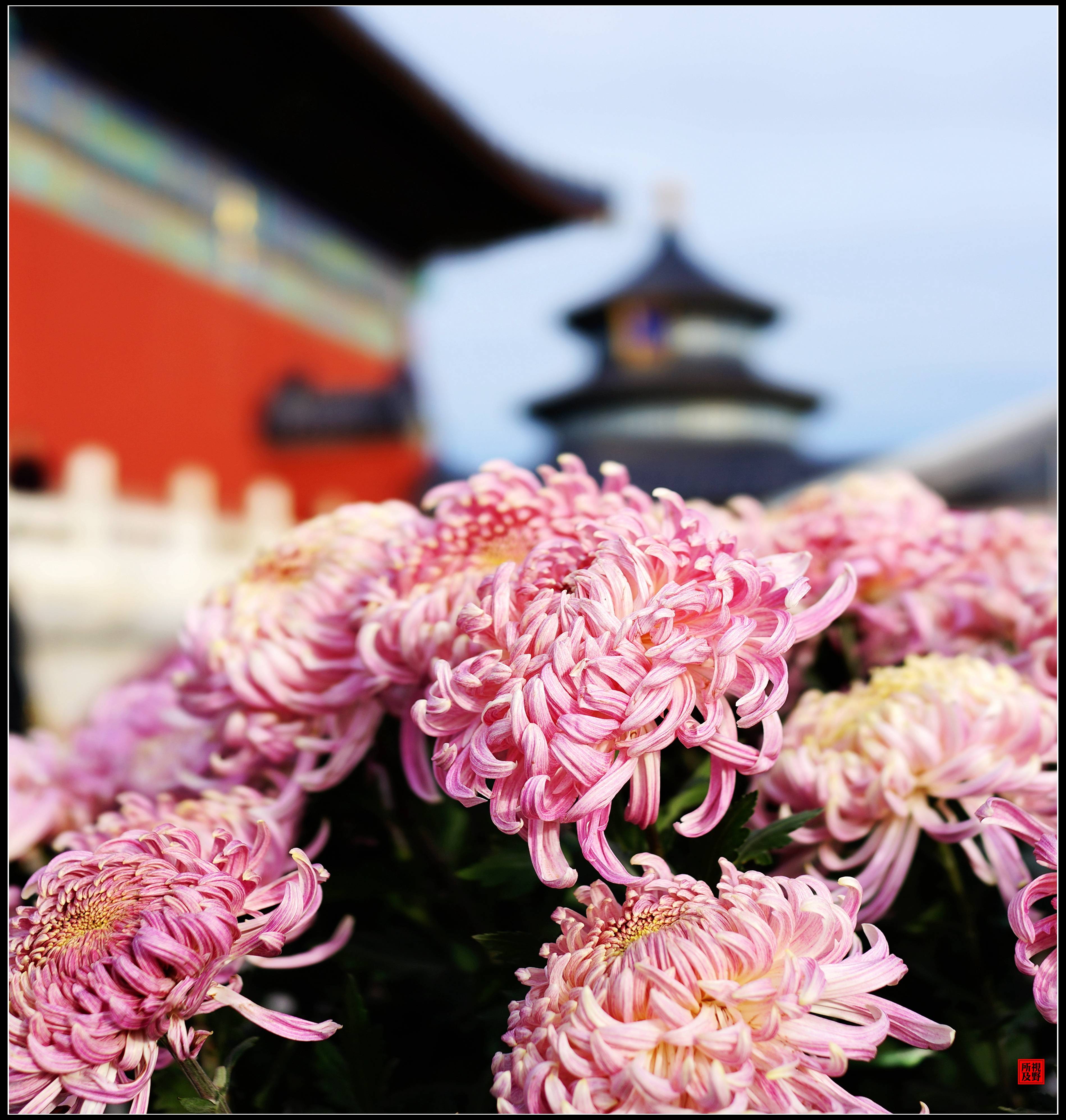 古建与秋菊交相辉映--祈年殿前菊花展