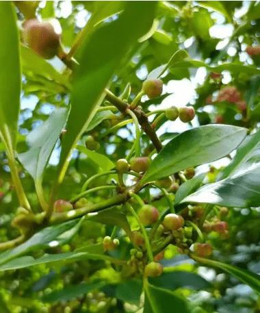 八角专用的保花保果专用肥——popo叶面肥_植物_肥料_影响