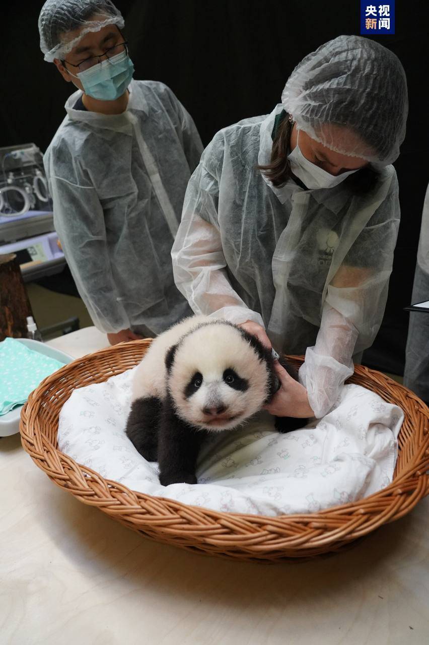 大熊猫“丁丁”幼崽体检报告更新-搜狐大视野-搜狐新闻